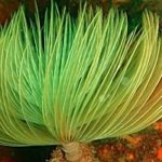sealife-in-palma-640×200