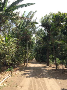 walk through the azotea farm