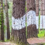 41365717-El-bosque-de-Oma-Urdaibai-Reserva-de-la-Biosfera-Bizkaia-Espa-a-Foto-de-archivo