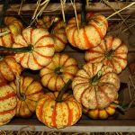 pumpkin-2802106__340